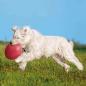 Preview: Trixie Dog Disc Hundespielzeug